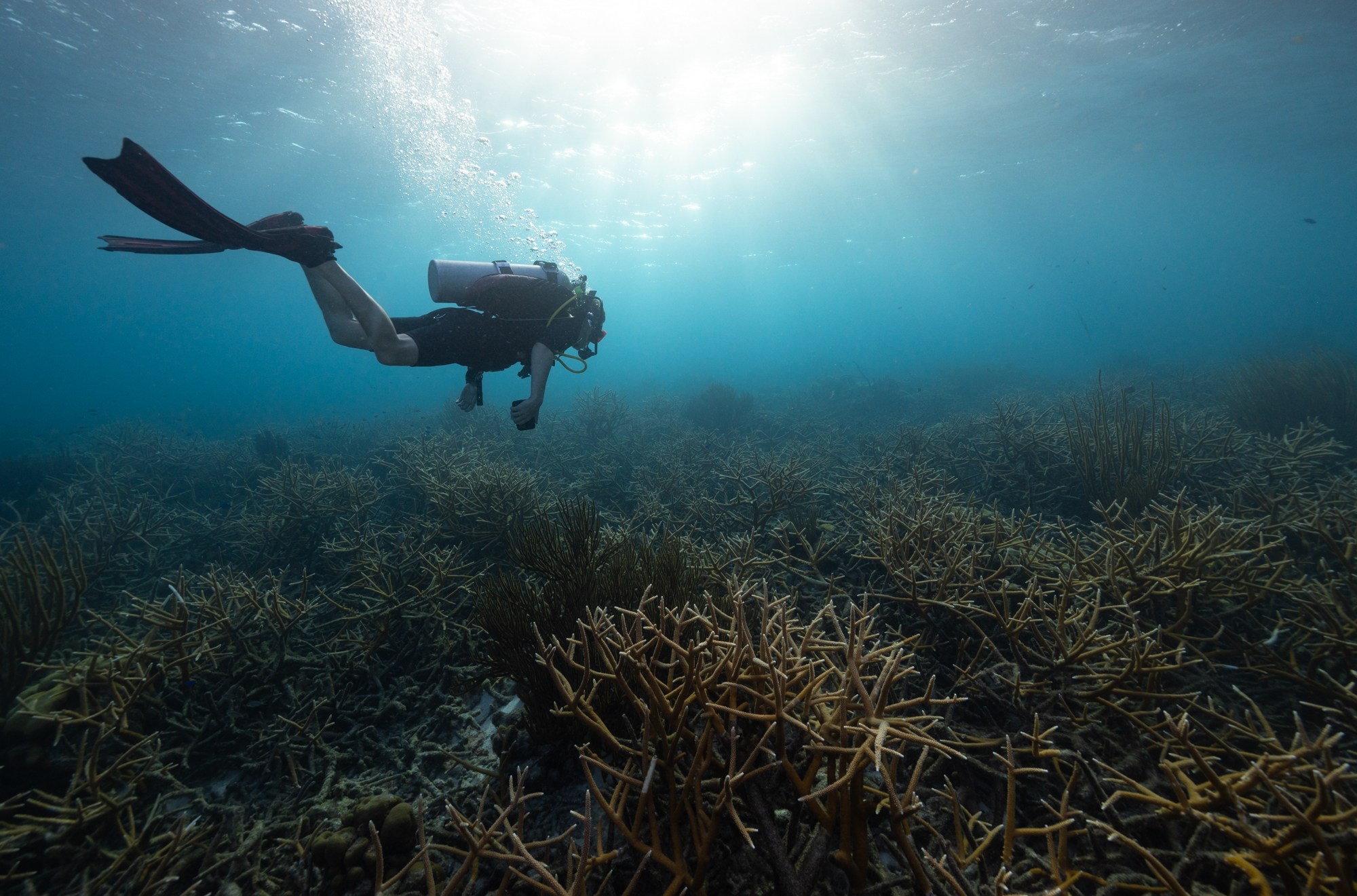 The author, Benji Jones, swims over a field of staghorn coral in Bonaire.