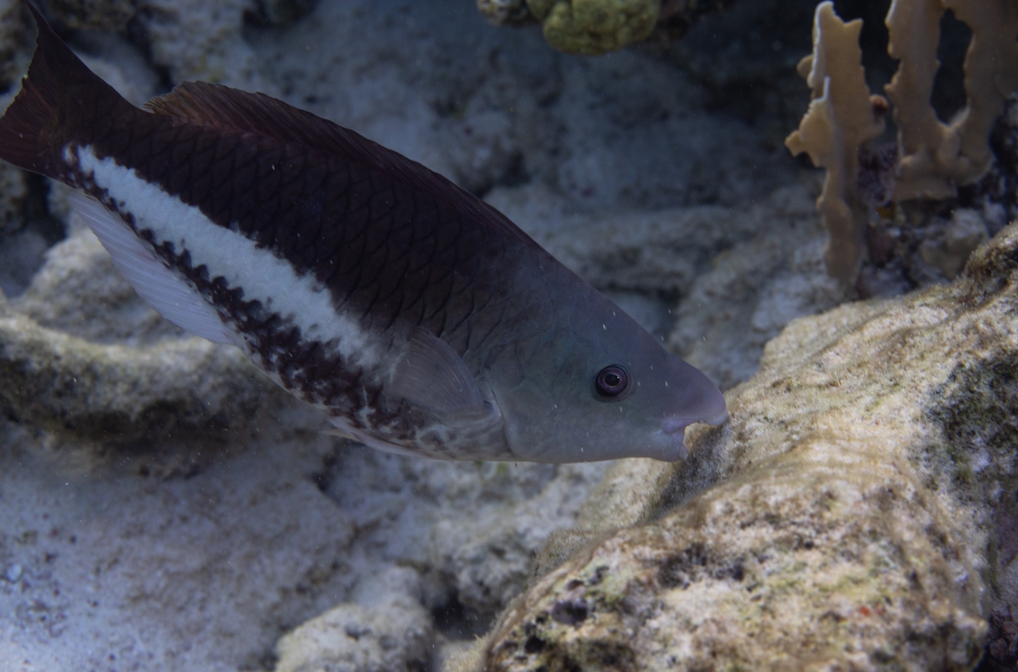 A parrot fish has its beak on a rock.