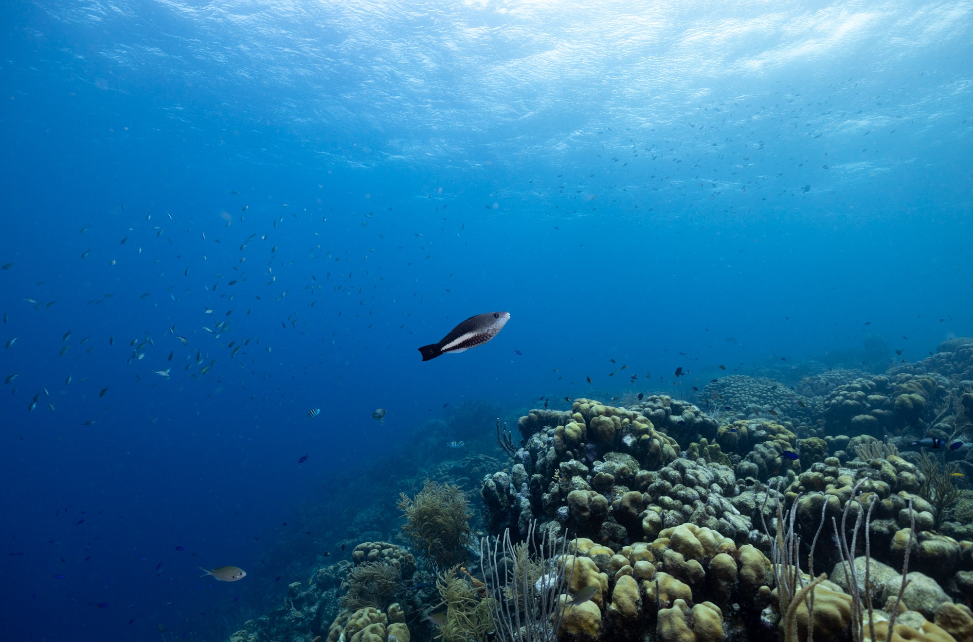 A small queen parrotfish sails over a reef in Bonaire.