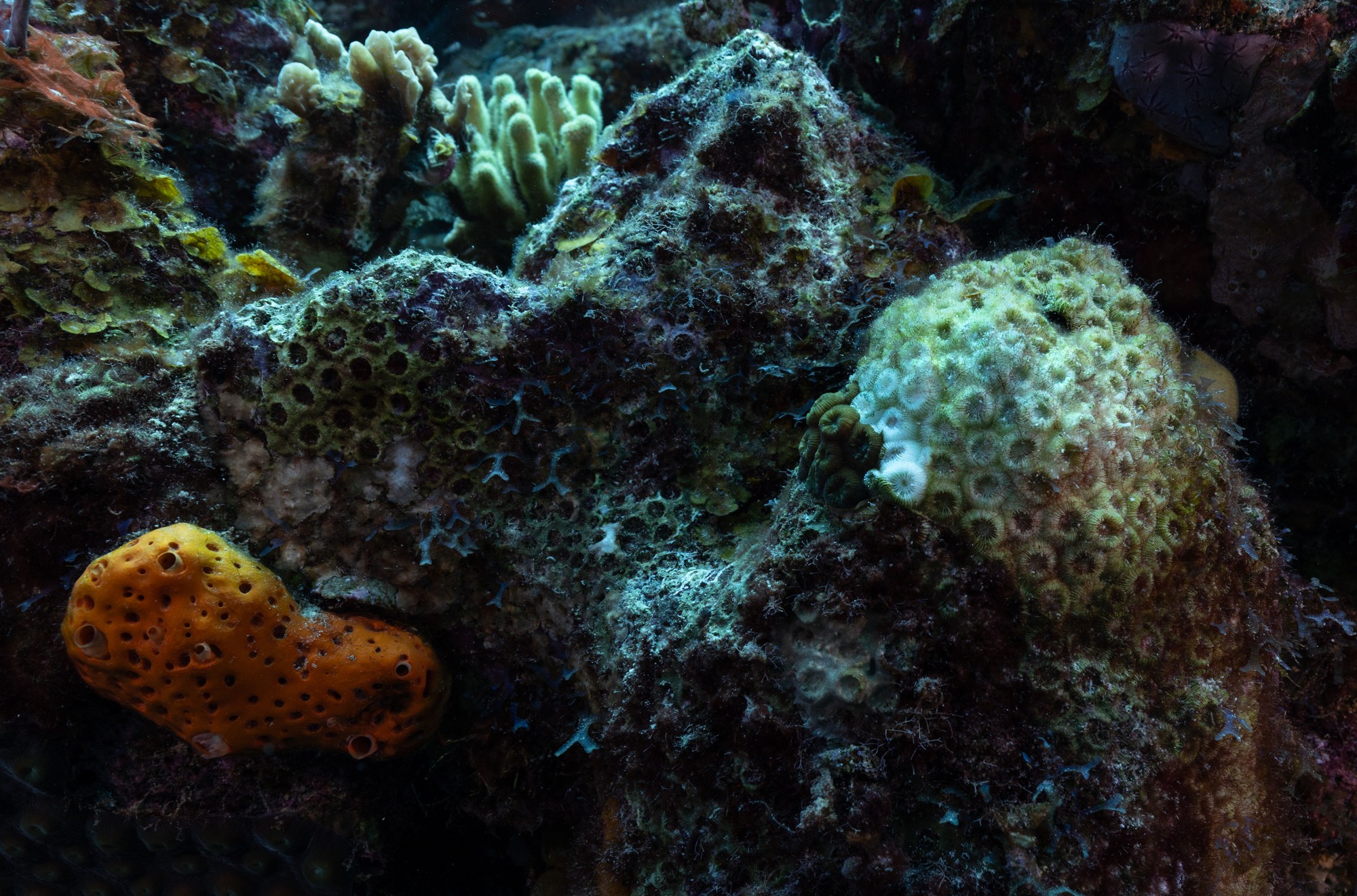 Coral dies and dies covered in algae.